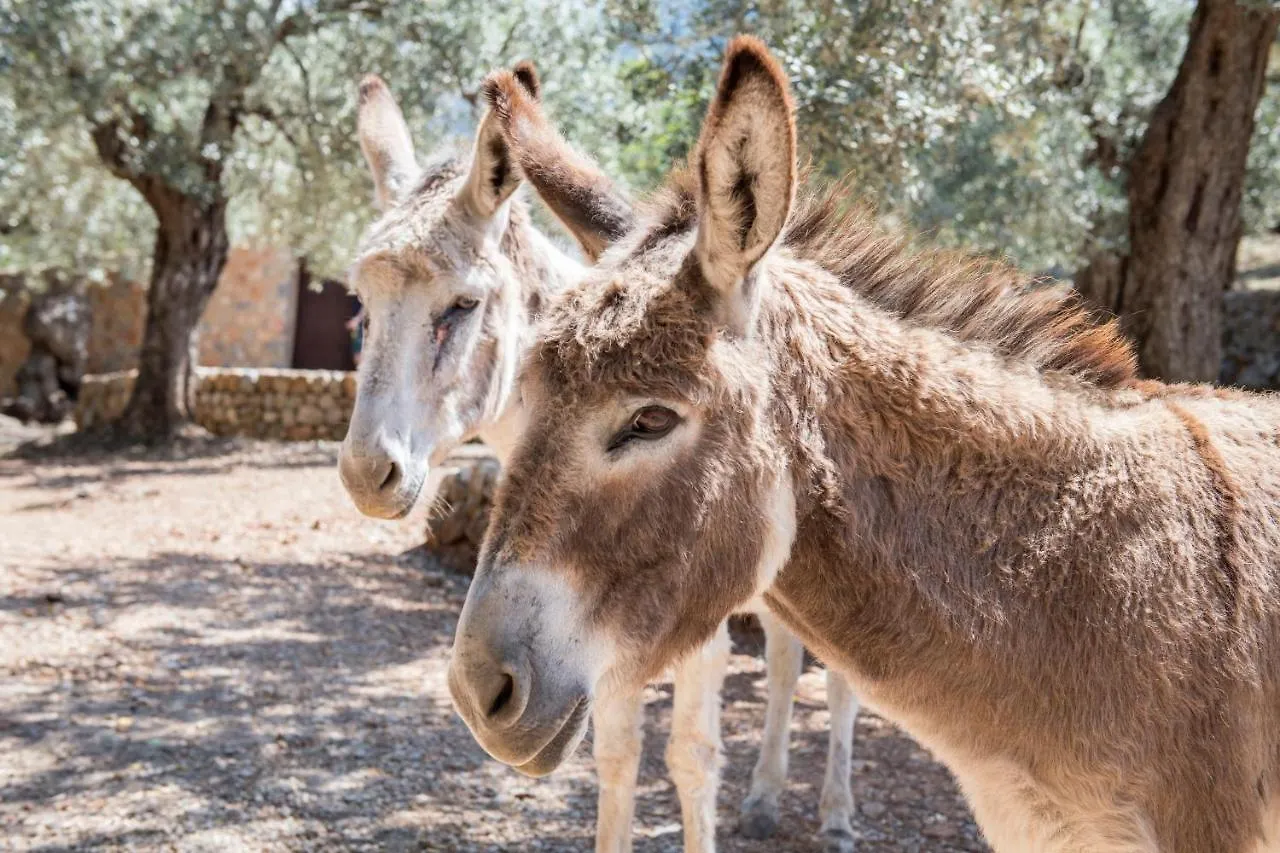 Raco De Soller Villa 0*,  İspanya